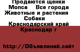 Продаются щенки Мопса. - Все города Животные и растения » Собаки   . Краснодарский край,Краснодар г.